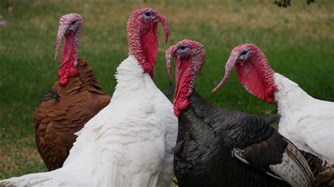 Thanksgiving Turkey Bird With Confused Origin