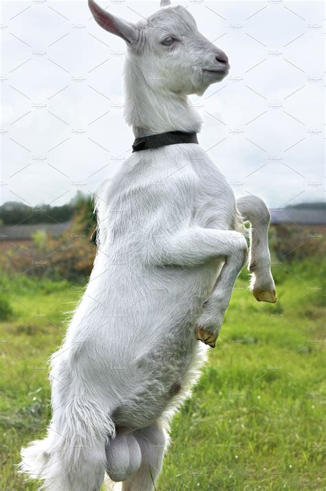 White Goat Standing On Hind Legs High Quality Animal Stock Photos