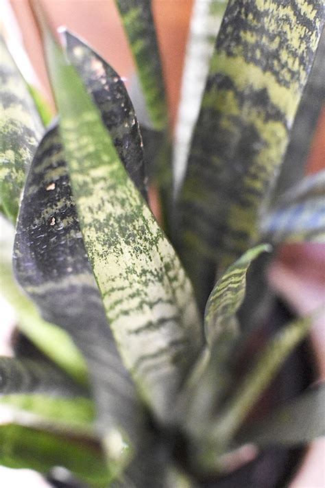 There is an essential method that you need to follow when it comes to watering the snake plant. Snake Plant Care - Delineate Your Dwelling