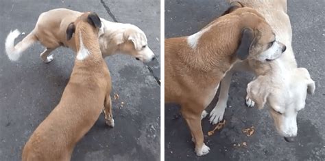 Three Legged Dog Has An Itch He Cant Scratch So His Buddy Lends Him A