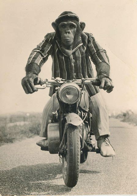 Pc Circus Aap Motorfiets 1960 By Janwillemsen Via Flickr Animals And