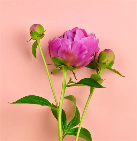 Watch 12 Surprising Facts All Peony Enthusiasts Should Know Summer