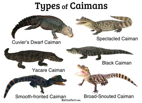Caimans Facts And List Of Types With Pictures