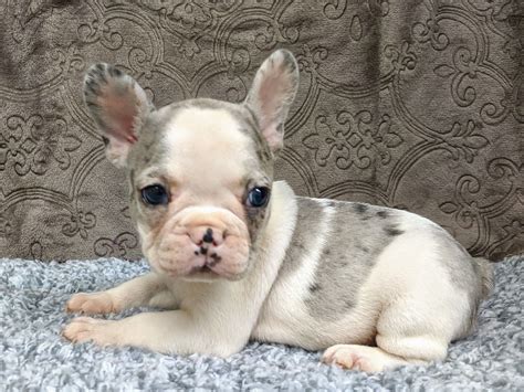 Join millions of people using oodle to find puppies for adoption, dog and puppy listings, and other adorable blue fawn french bulldog female puppy with blue eyes is available! Puppies for Sale | French bulldog puppies, Puppy adoption ...