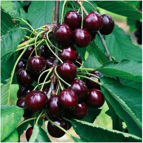 Black Cherry Fruit Tree Seeds 25 Premium Quality Tree
