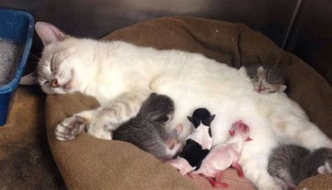 photos mother cat adopts two premature chihuahua puppies the dodo