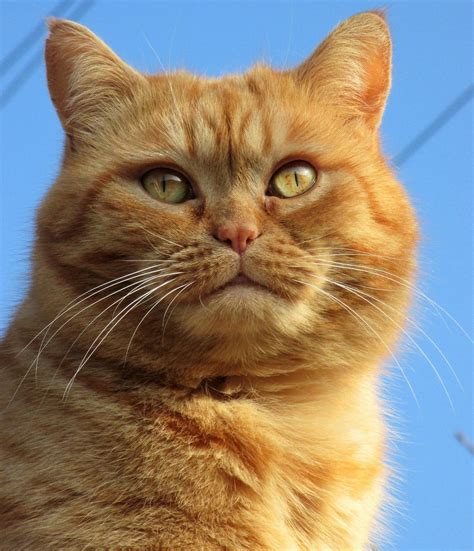 About the same time i was considering doing a short post on yellow tabby cats, dorothy emailed me about a feral cat she called, yellow cat. Free picture: cat, portrait, cute, pet, animal, eye, fur ...