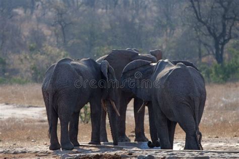 African Elephant Herd Gathering At The Man Made Water Hole In Kruger