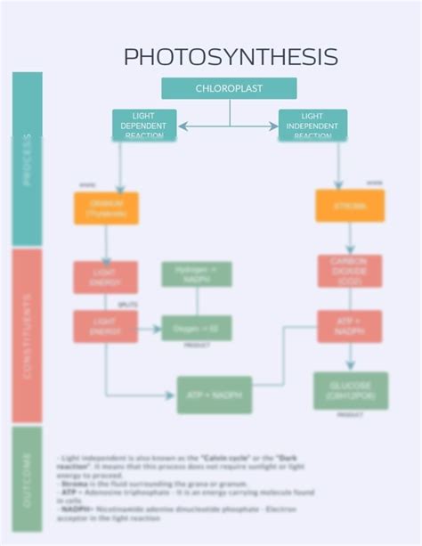 Solution Photosynthesis Constituents Flow Chart Studypool
