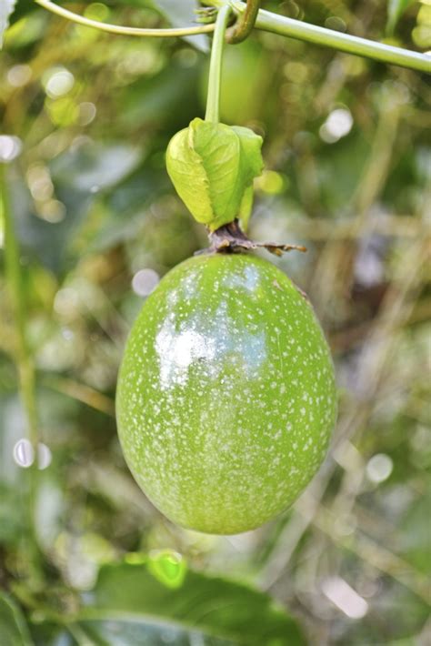 Picking Passion Fruit: Learn How And When To Harvest Passion Fruit