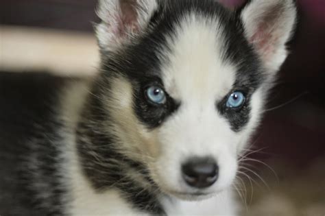 Check spelling or type a new query. White Wolf : 15 Cute Husky Puppy Pictures Are Going To Make Your Day.