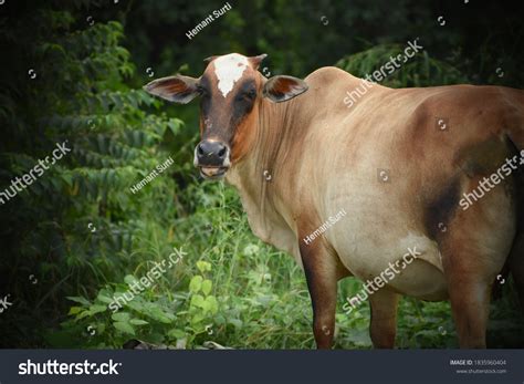 Cattle Cows Female Bulls Male Most Stock Photo 1835960404 Shutterstock