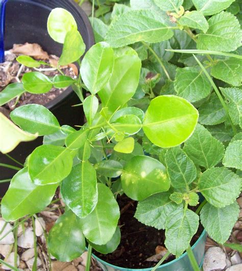 Gardener's Watch: Kaffir Lime Tree