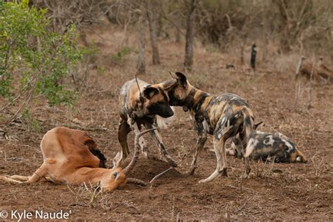 Five Reasons To Love Wild Dogs Africa Geographic