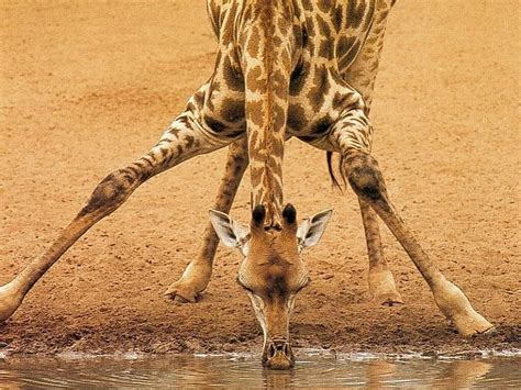 Giraffe Legs Giraffe Drinking Drinking Hole Dry Arid Plains Hd Wallpaper Peakpx