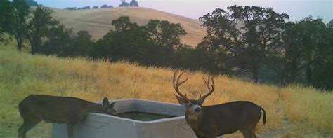Blacktail Deer Hunts California Private Land Deer Hunts With Skyrose