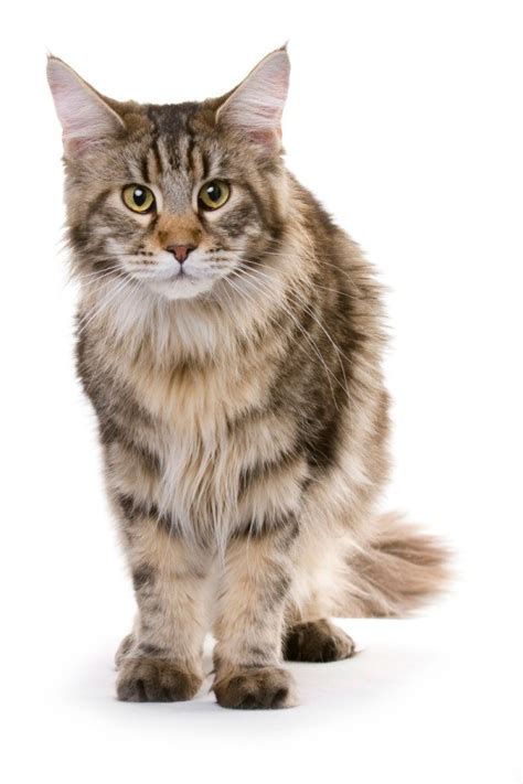 Catcoons will occasionally attempt to climb trees, but they never succeed. Maine Coon Mix Photos | ThriftyFun
