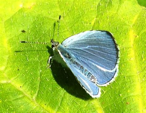 Holly Blue Butterfly Celastrina Argiolus Identification Guide