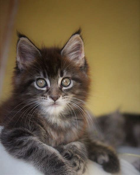 He is a maine coon kitten. Maine Coon Cats For Sale | Bayville, NJ #324274 | Petzlover