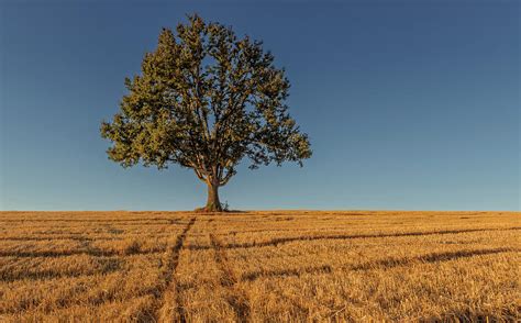 Lone Oak Tree In Wheat Field By Jason Harris