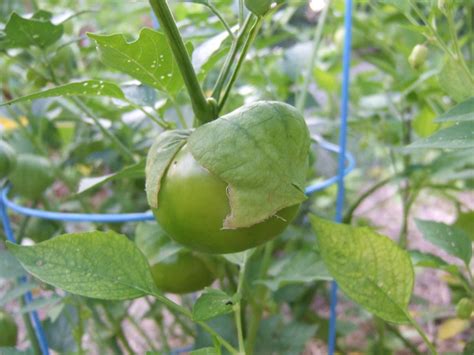 How To Grow Tomatillos Successfully Tips For Growing Delicious Fruits