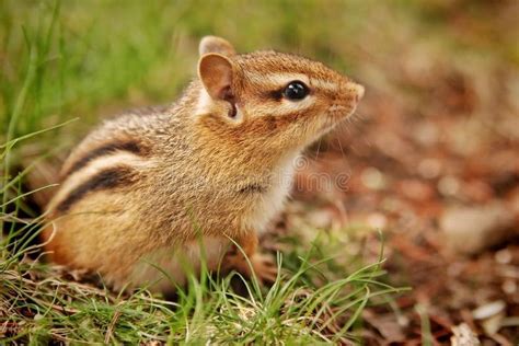 Cute Little Baby Chipmunk Sits Outside The Burrow Affiliate Baby