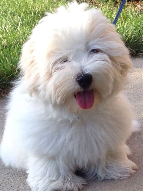 My Coton De Tulear Simba Dogs And Puppies Baby Dogs Cute Animals