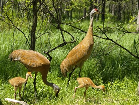 A List Of National Birds Of All Countries With Stunning Pictures