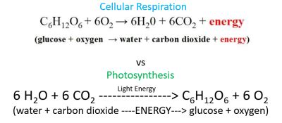 Cellular respiration is what cells do to break up sugars to get energy they can use. Photosynthesis And Cellular Respiration Chemical Equation - slideshare