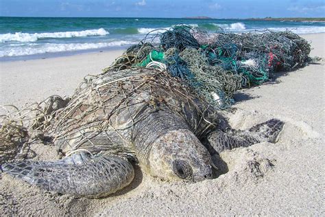 Ghost Nets To Art Exhibition Raises Awareness Of Ocean Litter Uva Today