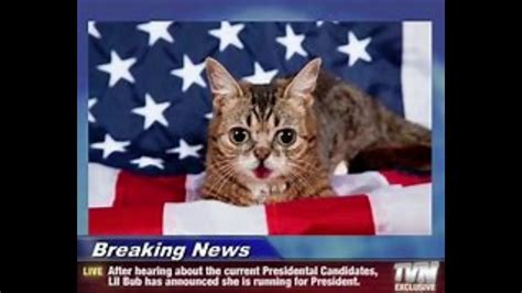 Cat News Youtube