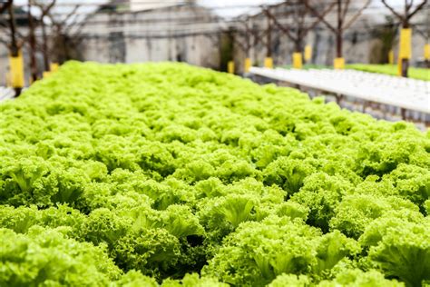 ¿cómo Cultivar Lechuga Hidropónica Orgánica El Horticultor