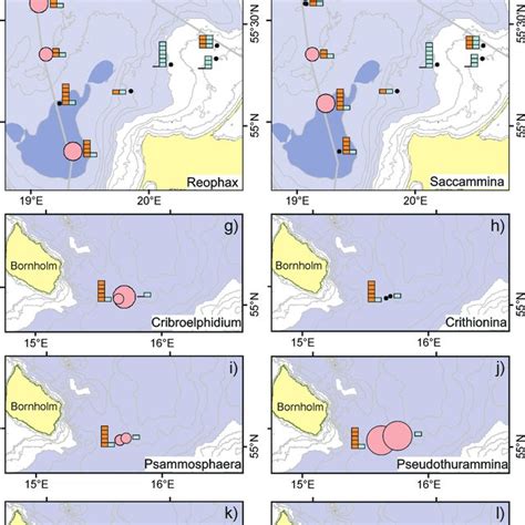 Distribution Of Benthic Foraminiferal Genera In The Surface Sediments