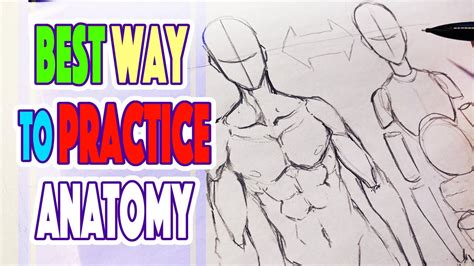 Details 73 Anime Anatomy Practice Super Hot In Coedo Vn