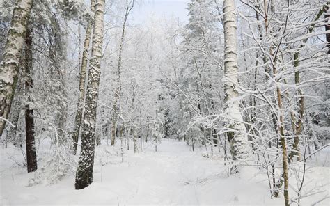Download Wallpaper 3840x2400 Forest Winter Trees Snow Landscape 4k