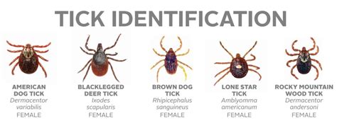 Tick Identification Placesnored