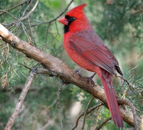 Northern Cardinal Cardinalis Cardinalis Rrp Field Guide