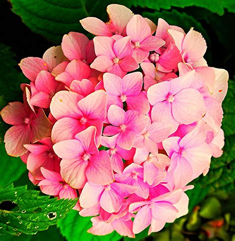 Flower Pink Hydrangea Pink Hydrangea Flowers Hydrangea