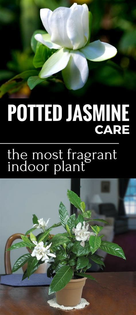 Best fragrant flowers to grow indoors. Potted Jasmine Care - The Most Fragrant Indoor Plant ...