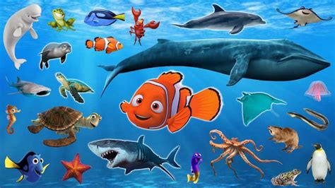 Learn Sea Animals Water Animals Names And Sounds Drulii Tv For Kids