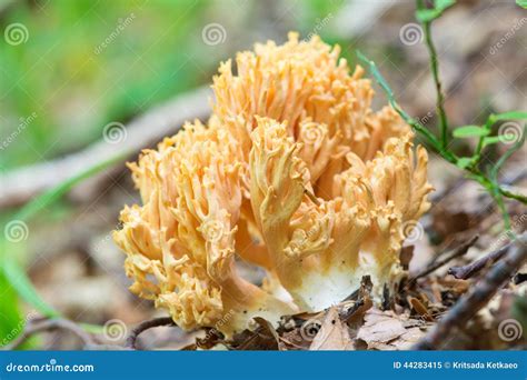 Yellow Coral Mushroom In Forest Stock Image Image Of Full Horizontal