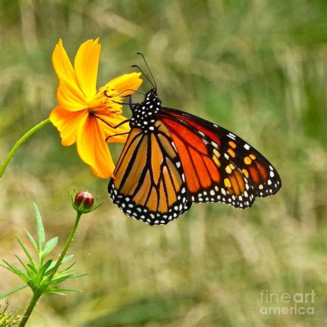 10 Flowers That Attract Monarch Butterflies Growing Organic