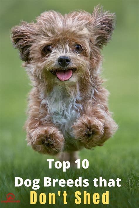 Top 10 Dog Breeds That Dont Shed Shedless Dogs Breeds Top 10 Dog