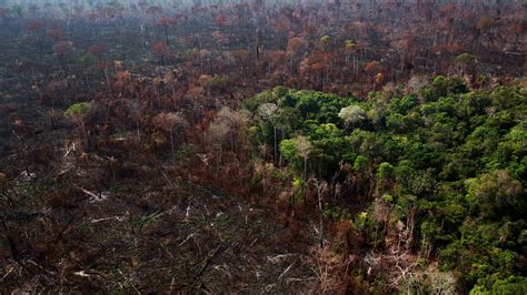 Amazon Forest Becoming Less Of A Climate Change Safety Net The New