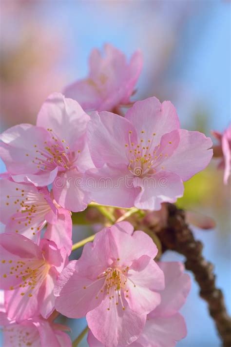 Macro Details Of Japanese Pink Cherry Blossoms Stock Image Image Of