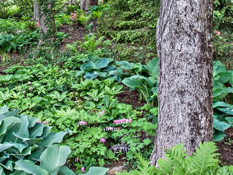 10 Tips For Planting Under Trees