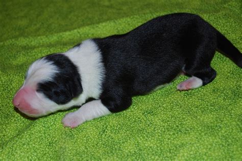 Hillcrest Border Collies Fusion X Spritz Puppies 1 Day Old