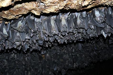 Bat Cave Amazing Pics Amazing Creatures Of The Night
