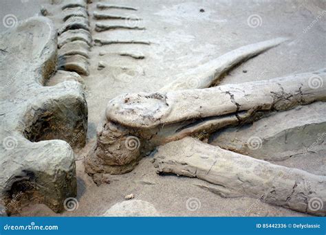 Dinosaur Fossils Stock Photo Image Of Lizard Museum 85442336