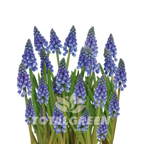 Muscari Grow Kit Luxe Growing Instructions Totalgreen Holland